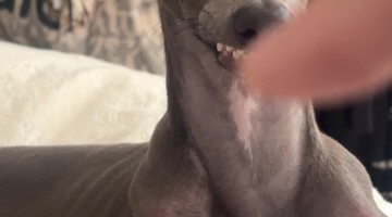 Italian Greyhound Bopped For Biting Brother