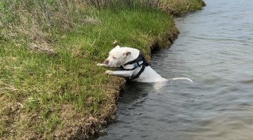 Pitty Rolling on the Beach Accidentally Rolls into the Water