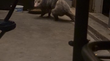Opossum Brings Babies To Safe Resting Space