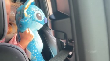 Rare Footage of Two Stitches Spotting Each Other in the Wild