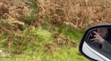 Communicating in Sheep