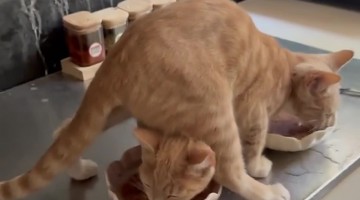 Funny Orange Cat Feeding Time