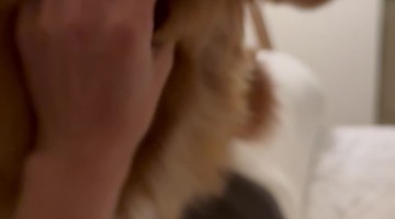 Pup Has a Miscalculated Jump