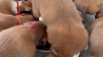 Boxer Puppy Flips for Puppy Mush