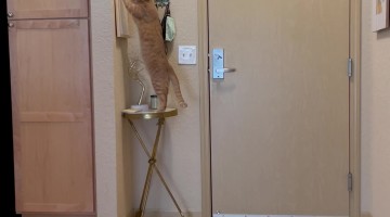 Cat Pawing at Picture Frame