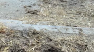 Daughter's Goat Transport