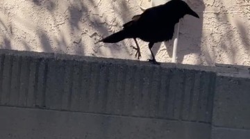 Crow Barking Like a Dog