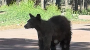 Shedding Bear Looks Like She's Wearing Fuzzy Pants