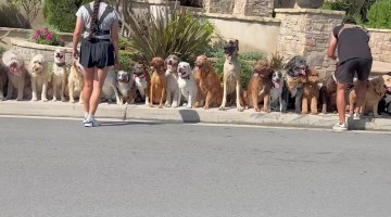 Long Line of Extra Good Dogs Sitting on Sidewalk