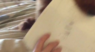 Proof Dogs Do Eat Your Child’s Homework