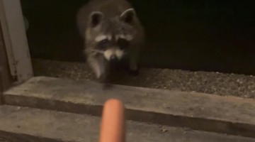 Treat For a Friendly Raccoon