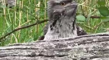 Little Fella's Been Watching Me