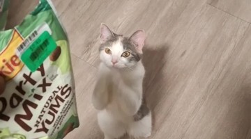 Sassy The Cat Sweetly Begs For Treats