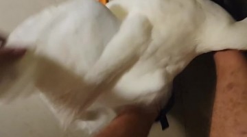 Devoted Duck Excited To See Dad