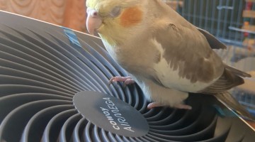 Relaxing Breeze Soothes Cockatiel in a Hot Summer Day