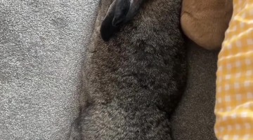 Bunny Loves to Cuddle His Giant Wife