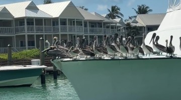 The Pelican Cruise Line