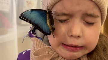 Butterfly Crawls on Kiddos Face