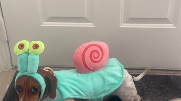 Dachshund Wears Gary the Snail Costume