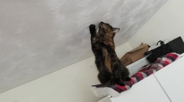 Cats Hunting a Fly