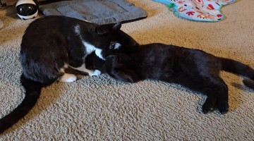 Two Stray Cats Getting Adopted