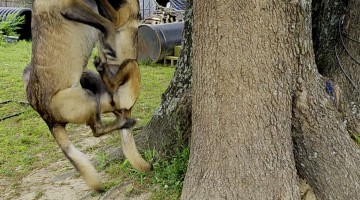 Malinois Double Trouble