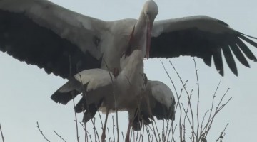 Stork Love
