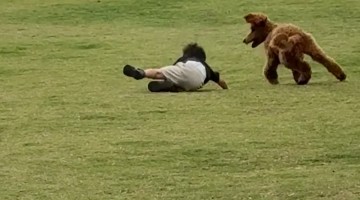 Kid Gets Jumped on by a Poodle