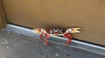 This Crab REALLY Needed to Get in That Bathroom