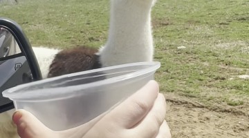 Llamas Think He's Too Good For Their Snacks