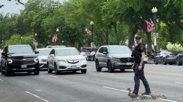 DC Police Officer Helps Duck Family Cross the Road