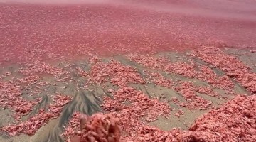 Pink Waves As Shrimp And Krill Wash Ashore