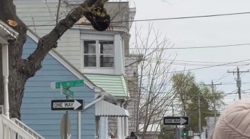 Albany Bear Falls Into Net