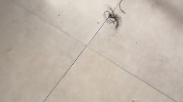 Two-Year-Old Gives Herself a Haircut