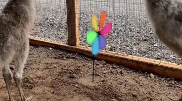 Emu Chick Stomps Pinwheel