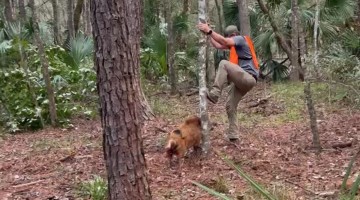 Guy Gets Chased by a Wild Boar Hog