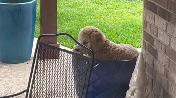 Doodle Plants Himself In Large Flower Pot