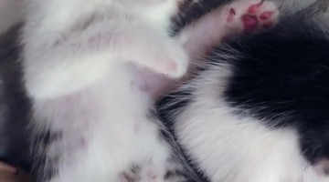 Kittens Dreaming of Milk