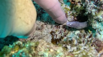 Diver Finds the Cutest Baby Moray Eel