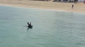 Donkey Wants to Go Fishing Too