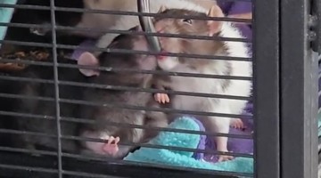 Funny Rats Drinking Water Together