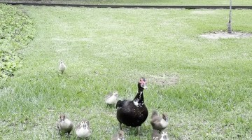 Mama Duck and Ducklings Visit Family at Hermann Park in Houston