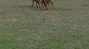 Two Big Red Deer Stags Locking Antlers