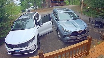 Gatlinburg Black Bear Knows To Try Car Doors