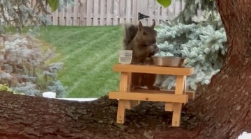 Squirrel Sips Water From Tree Picnic Table
