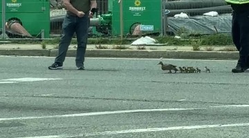 Police Escort Mama Duck and Babies Across Road