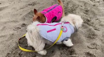 Clumsy Pupper Does a Flip