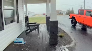Crow Steals My Food Delivery