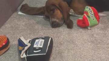 Basset Hounds Airs Out Ears On Vent