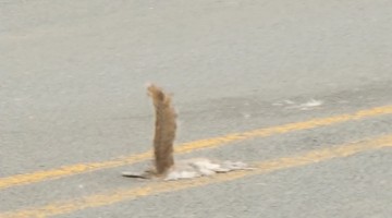 Roadkill Squirrel's Tail Sticks Straight Up